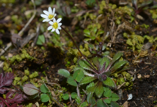 Erophila verna